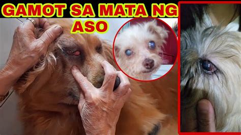 aso kinantot ang tao|NABUNTIS NG ASO .